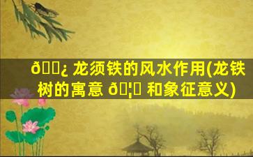 🌿 龙须铁的风水作用(龙铁树的寓意 🦄 和象征意义)